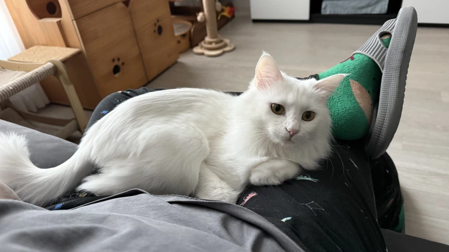 우리집 고양이에게 방심하면 안되는 이유_4.webp