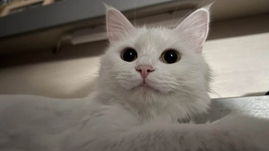 우리집 고양이에게 방심하면 안되는 이유_7.webp