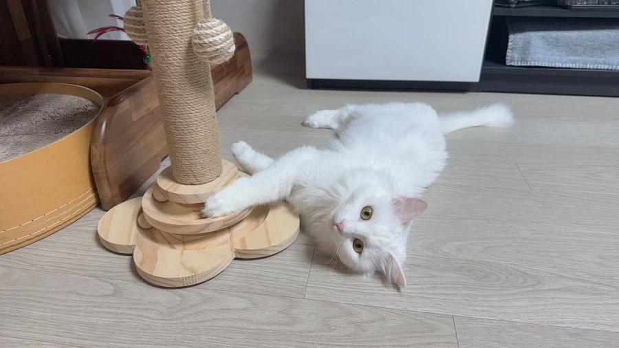 우리집 고양이에게 방심하면 안되는 이유_8.webp