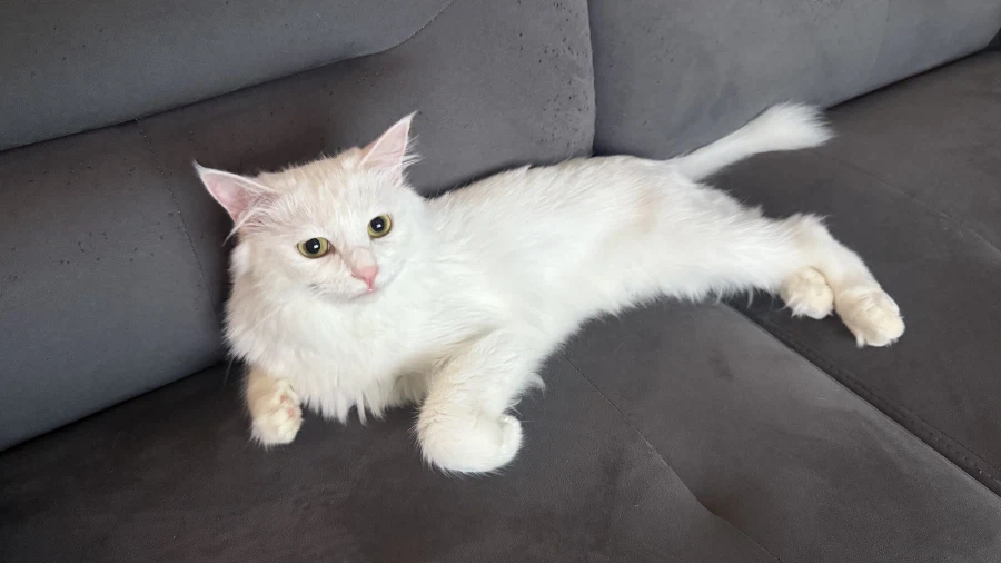 우리집 고양이에게 방심하면 안되는 이유_9.webp