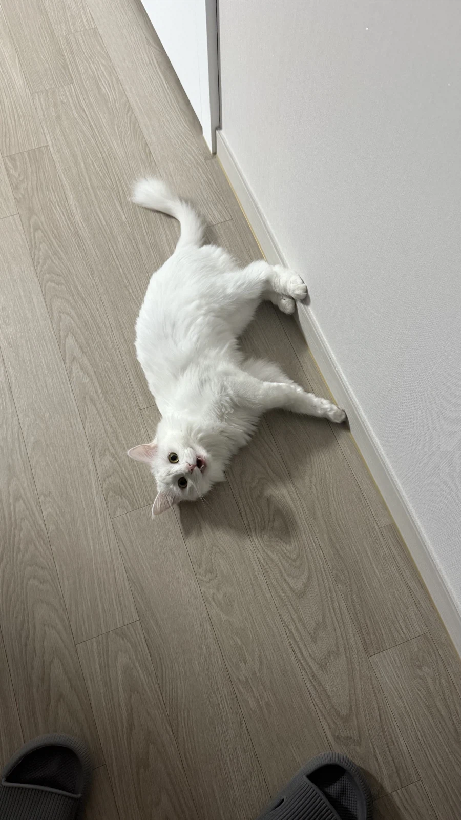 우리집 고양이에게 방심하면 안되는 이유_10.webp