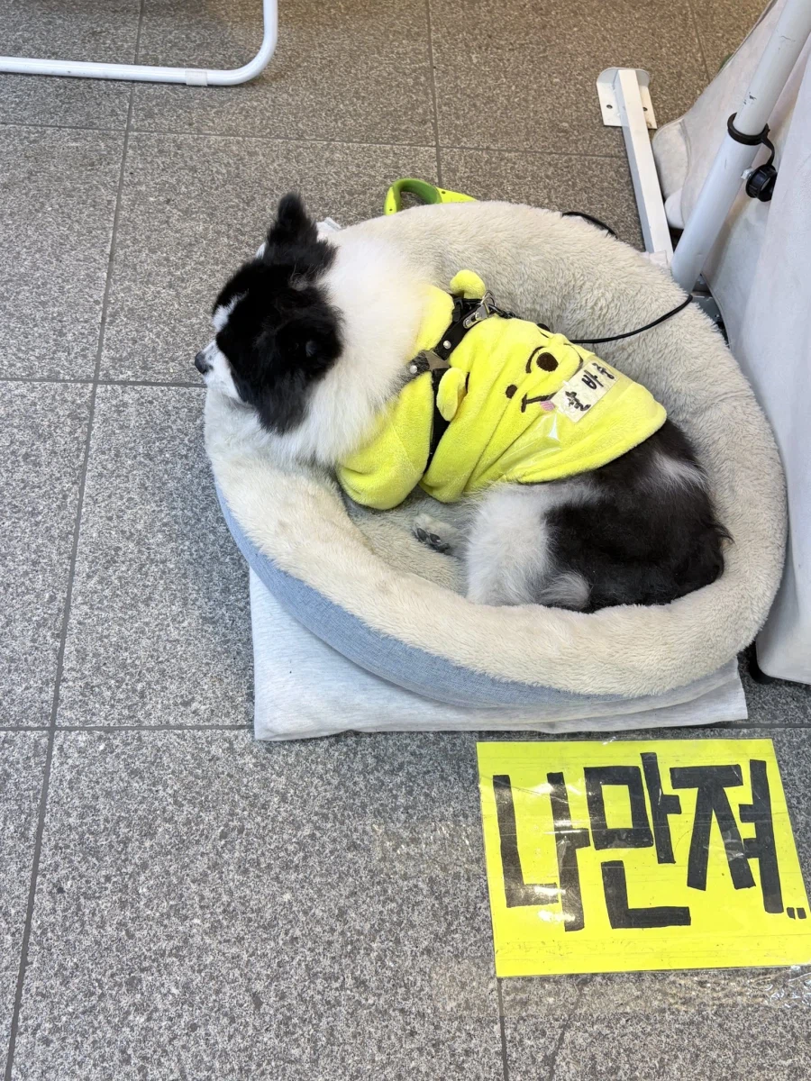 알바중인 멍멍.jpg_2.webp