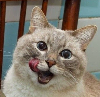 이집트 항공기 기내식_2.webp