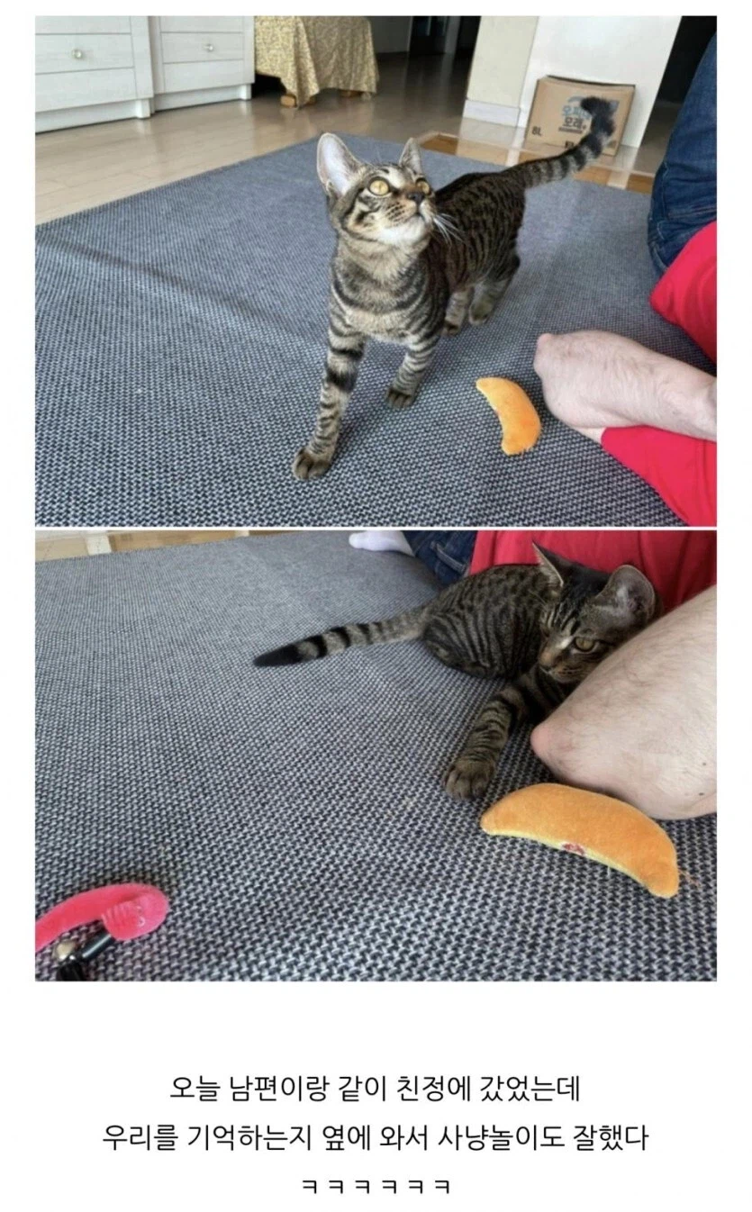 한때 인터넷에서 유명했던 투쟁 고양이_3.webp