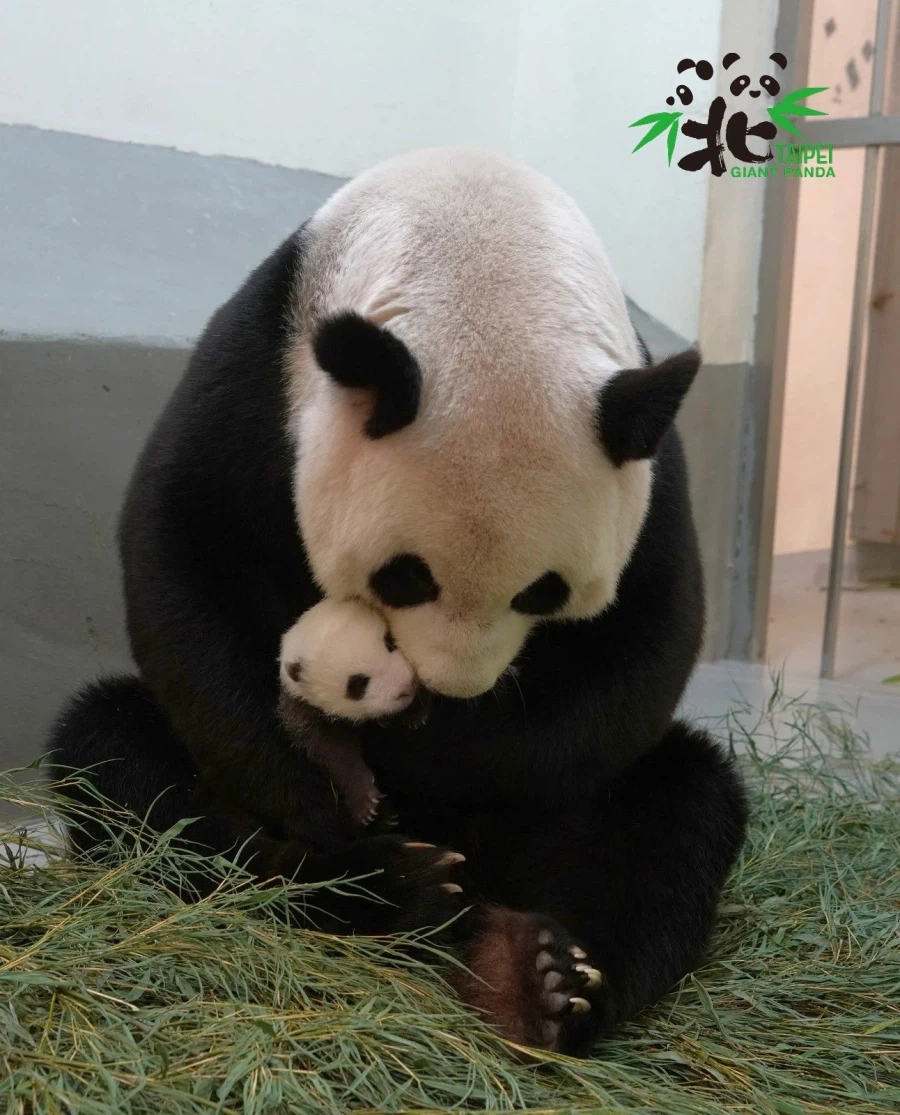 엄마 판다는 새끼가 있네.jpg_1.webp