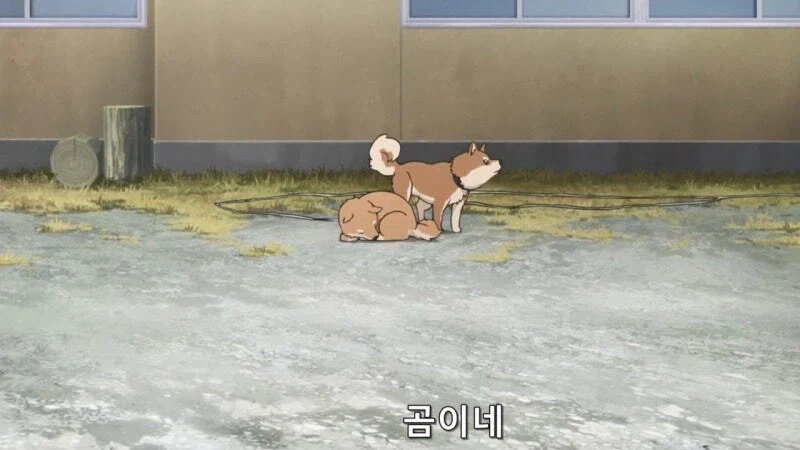 일본 산기슭 민가에서 키우는 애완곰_2.webp