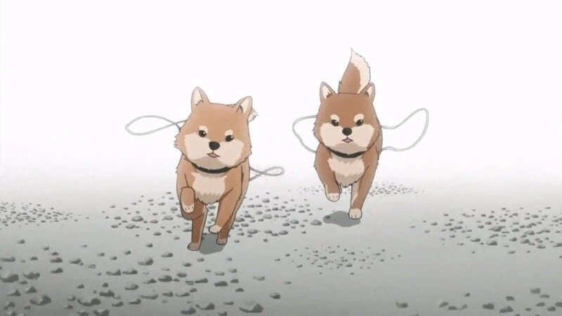 일본 산기슭 민가에서 키우는 애완곰_4.webp