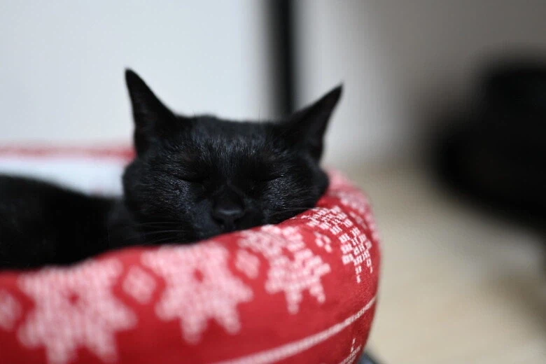 인기없는 검은 고양이_1.webp