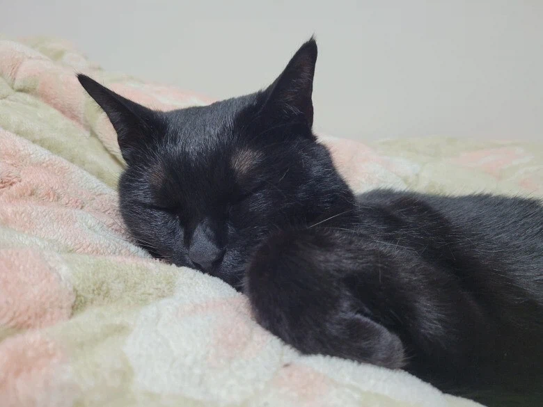 인기없는 검은 고양이_2.webp