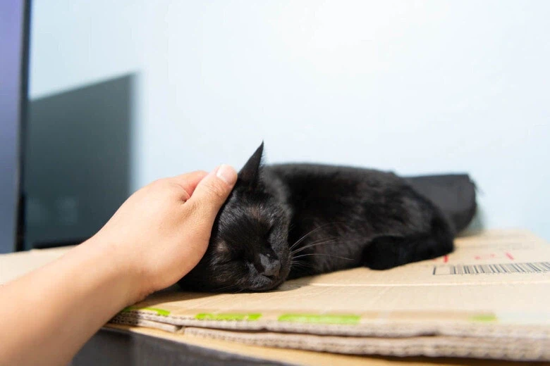 인기없는 검은 고양이_4.webp