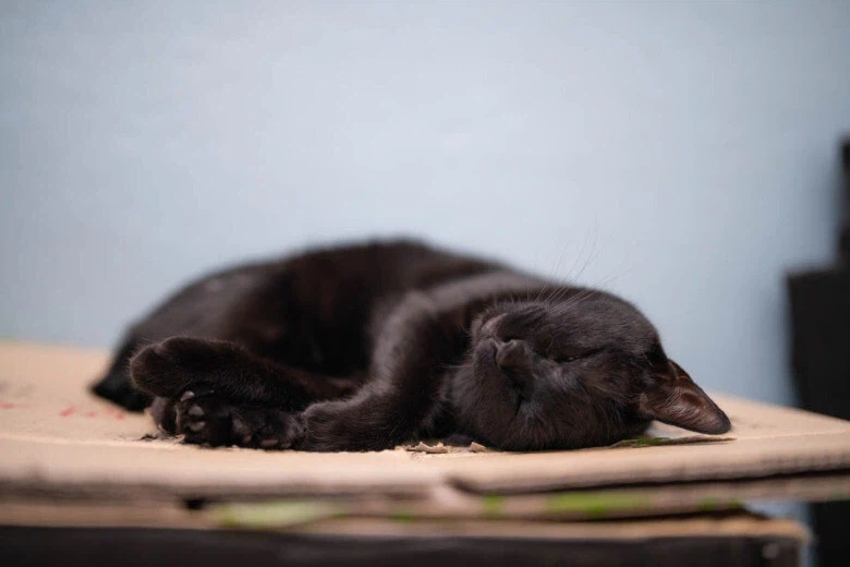 인기없는 검은 고양이_5.webp