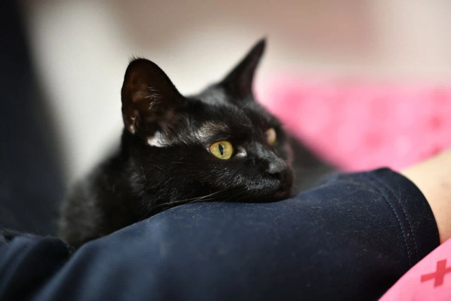 인기없는 검은 고양이_6.webp