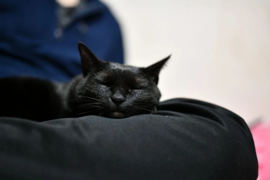 인기없는 검은 고양이_7.webp