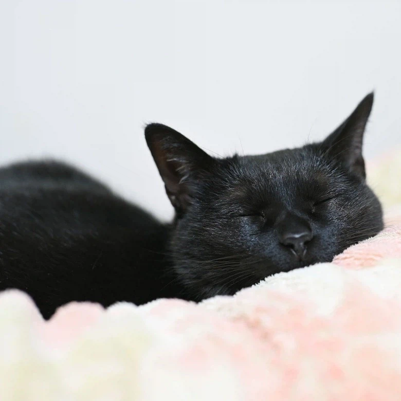 인기없는 검은 고양이_9.webp