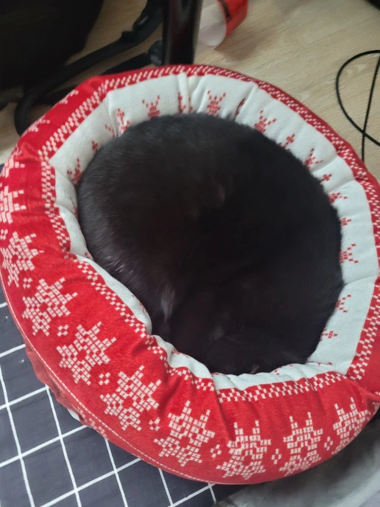 인기없는 검은 고양이_11.webp