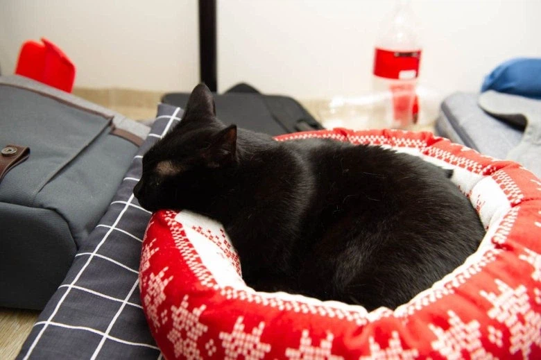 인기없는 검은 고양이_12.webp