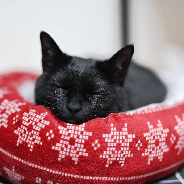 인기없는 검은 고양이_13.webp