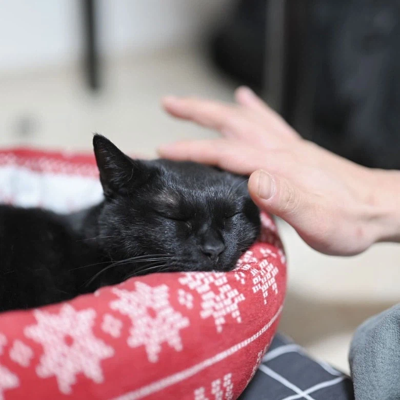 인기없는 검은 고양이_14.webp