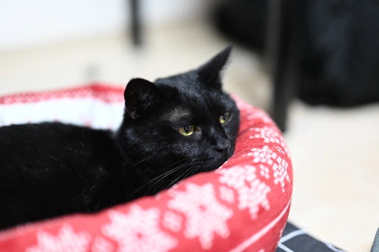 인기없는 검은 고양이_17.webp