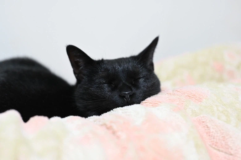 인기없는 검은 고양이_18.webp