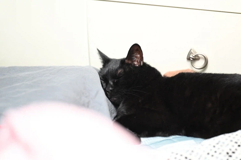 인기없는 검은 고양이_19.webp