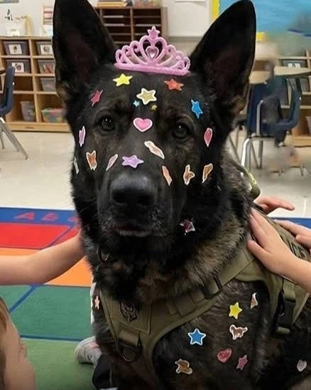 유치원 체험행사에 갔다가 꾸밈당한 경찰견_1.webp