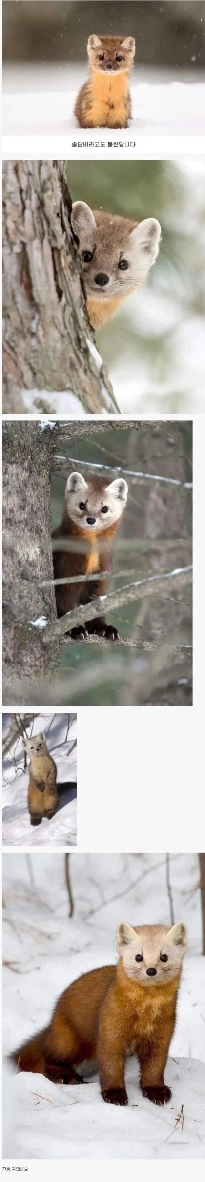 귀엽게 생긴 소나무 담비.jpg_1.webp