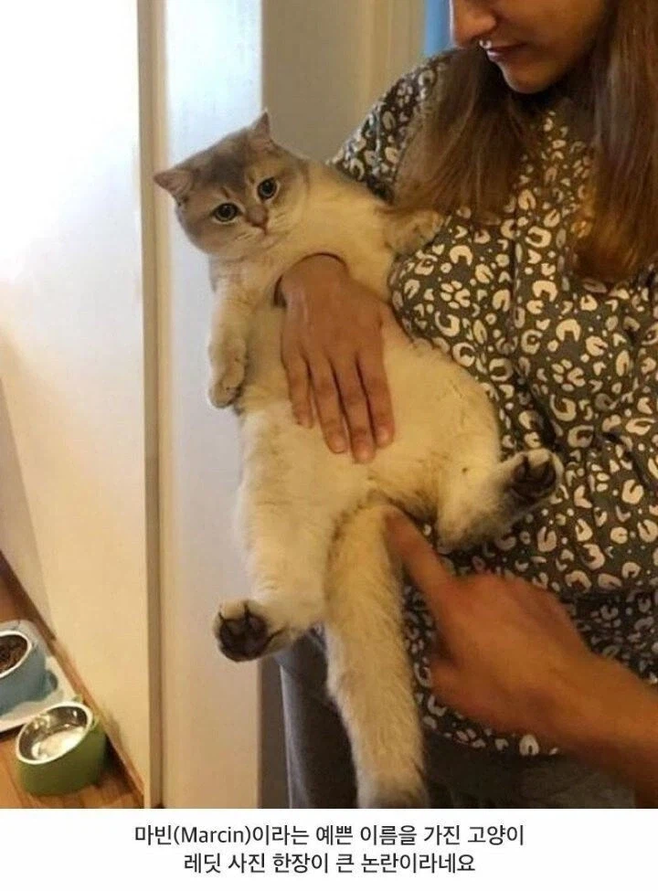 고양이 이름이 에이스ㅋㅋㅋ_1.webp