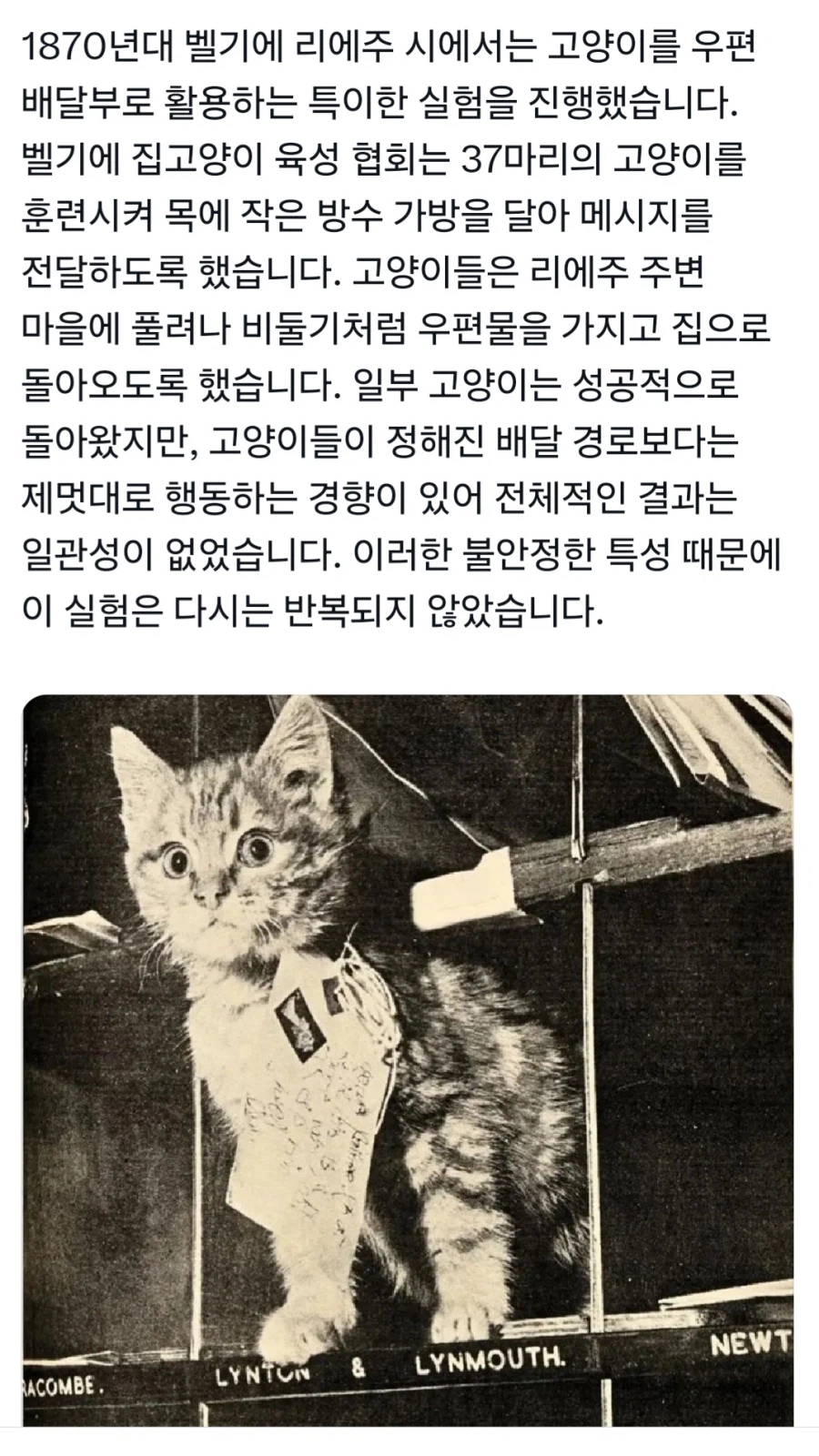 1870년대 벨기에의 고양이 우편 배달부 훈련_1.webp