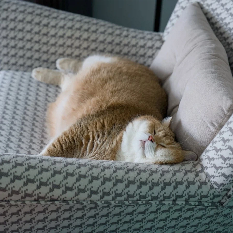 쇼파에서 자는 냐옹이..._1.webp