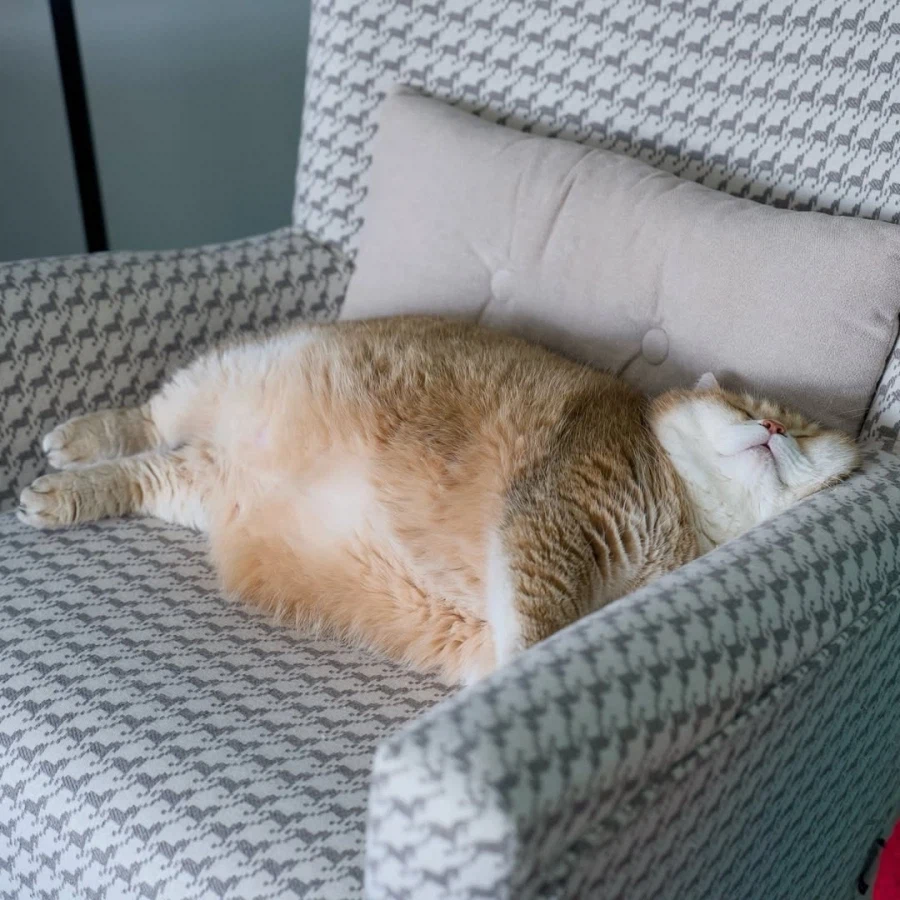 쇼파에서 자는 냐옹이..._2.webp