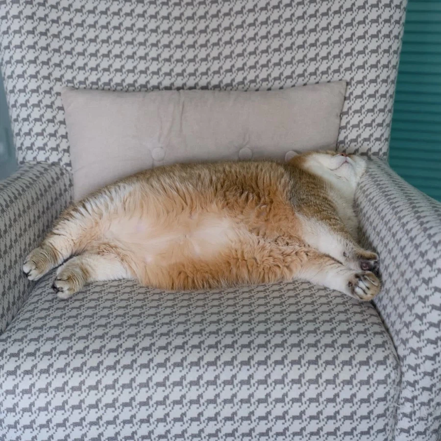 쇼파에서 자는 냐옹이..._3.webp