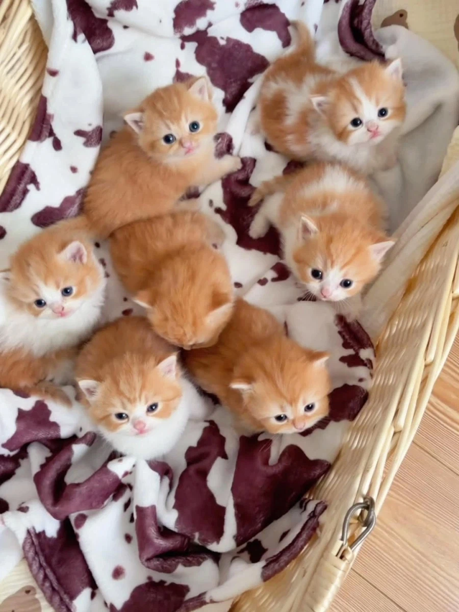 귀요미 아깽이들..._1.webp