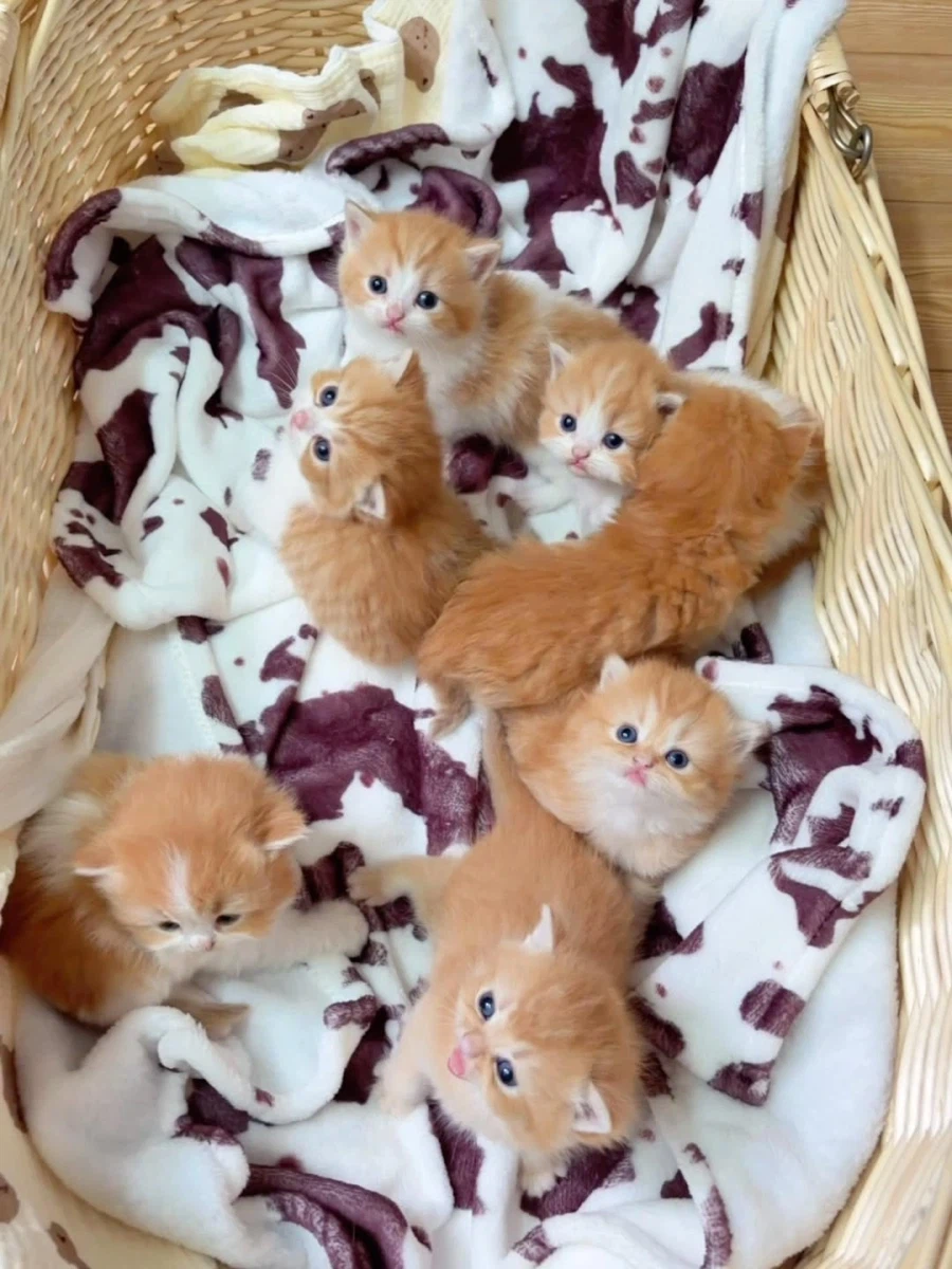 귀요미 아깽이들..._2.webp