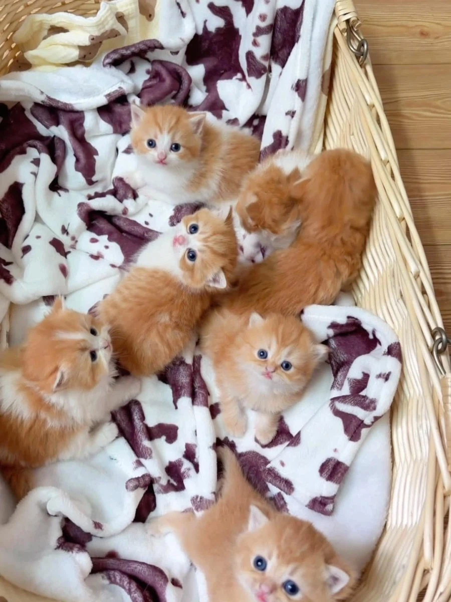 귀요미 아깽이들..._3.webp