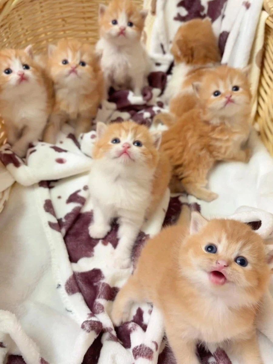 귀요미 아깽이들..._4.webp