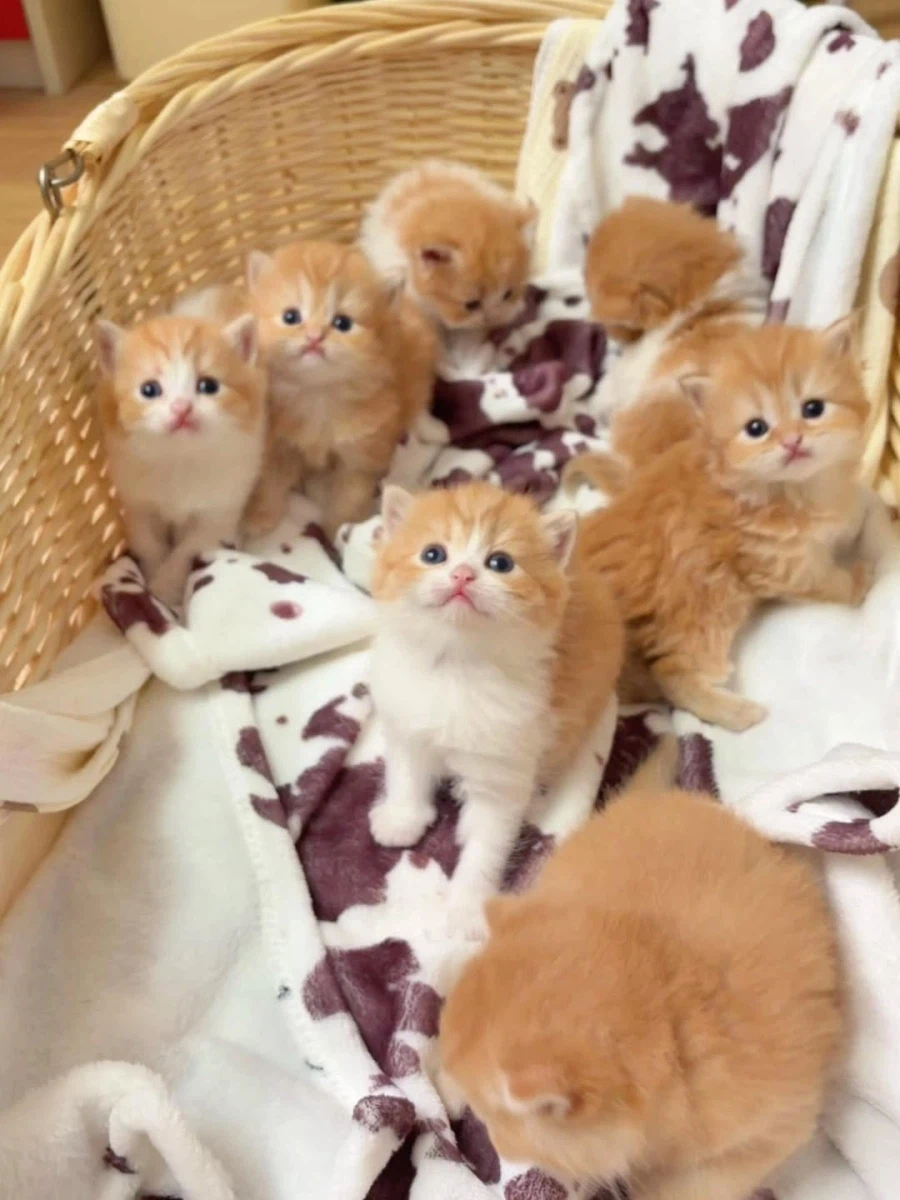 귀요미 아깽이들..._5.webp