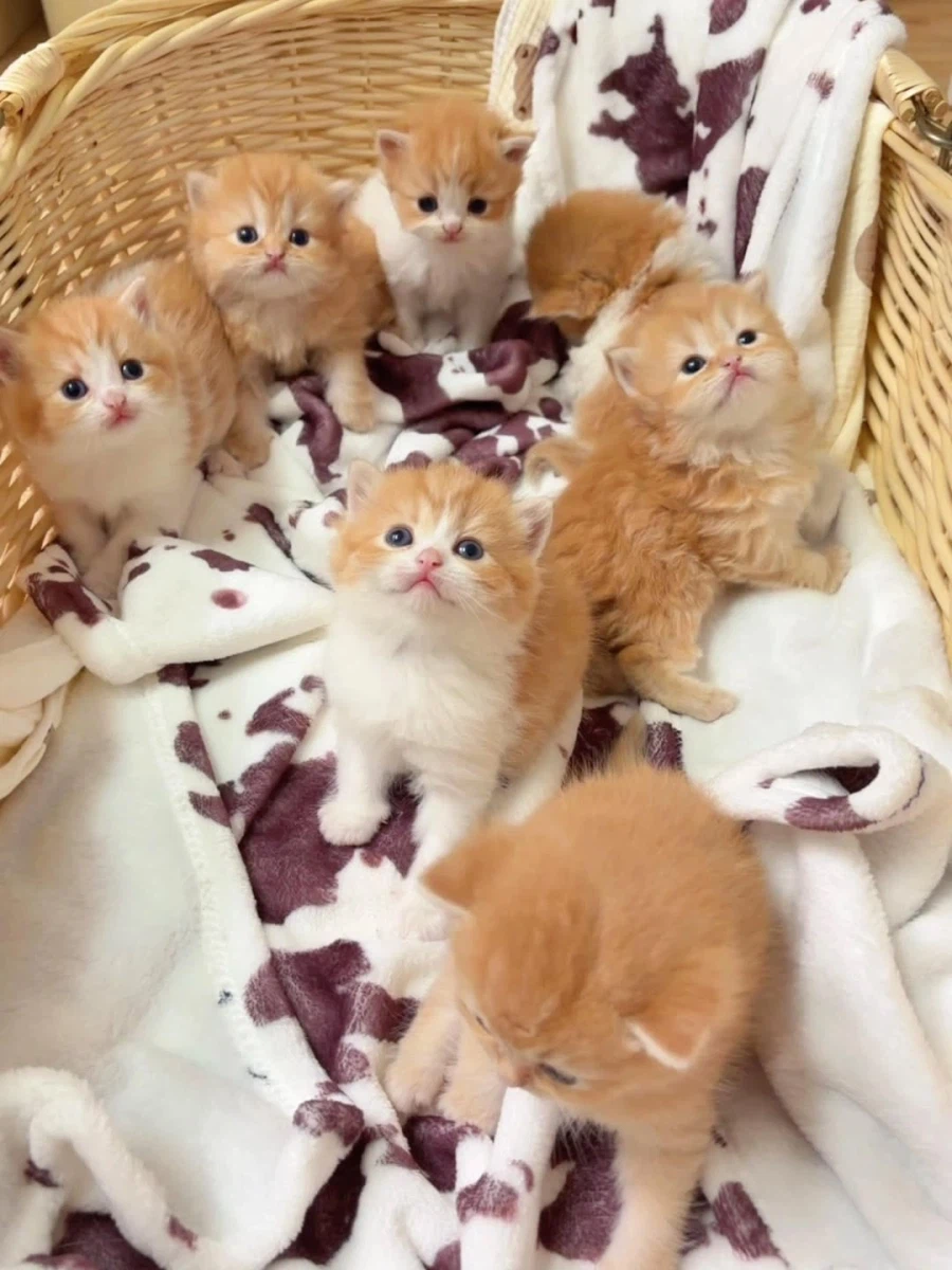 귀요미 아깽이들..._6.webp