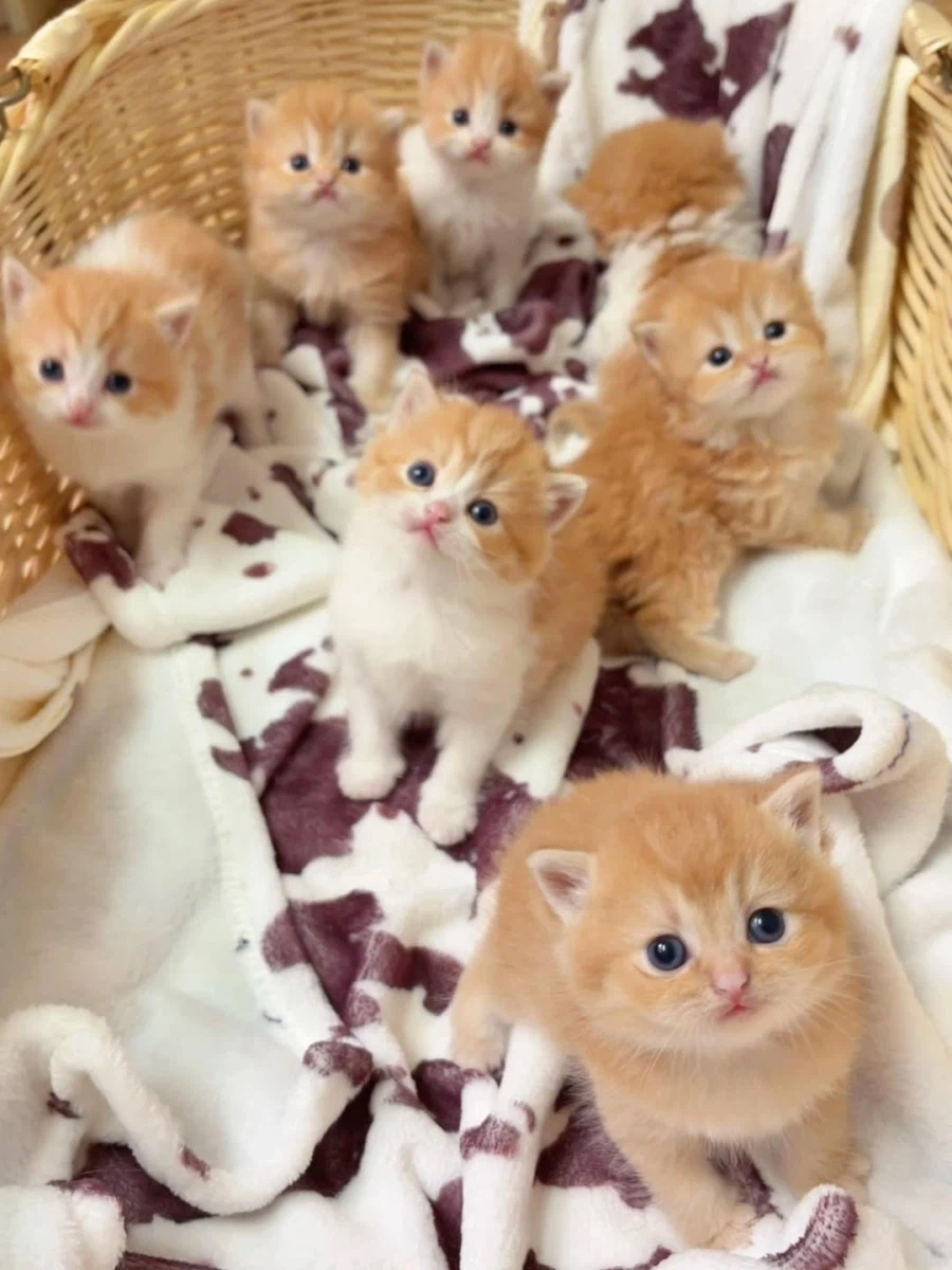 귀요미 아깽이들..._7.webp