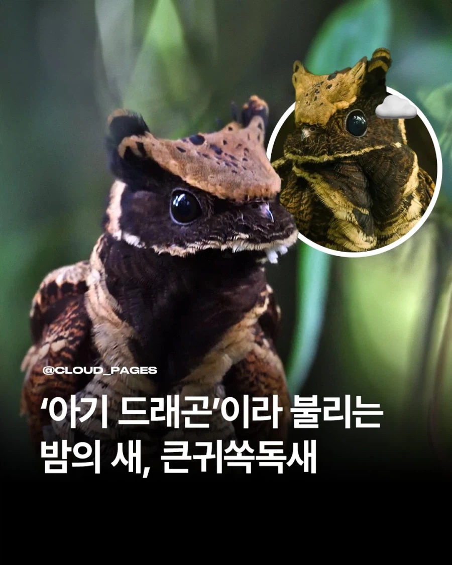 아기 드래곤이라고 불리는 새..._1.webp