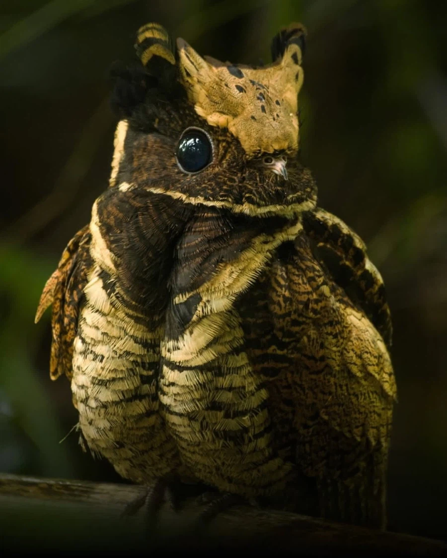 아기 드래곤이라고 불리는 새..._3.webp