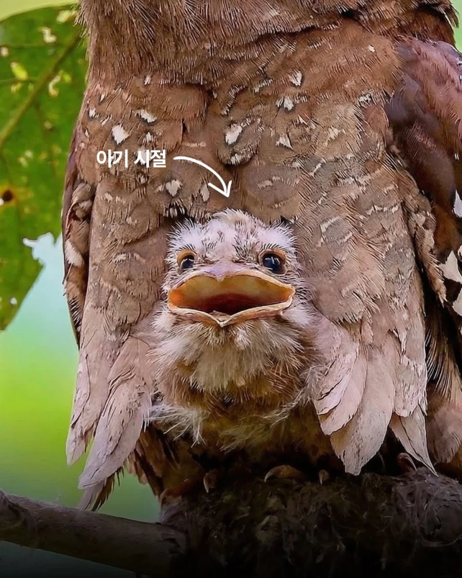 아기 드래곤이라고 불리는 새..._4.webp