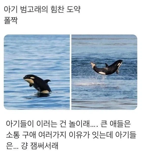 범고래 새끼가 물위로 도약하는 이유_1.webp