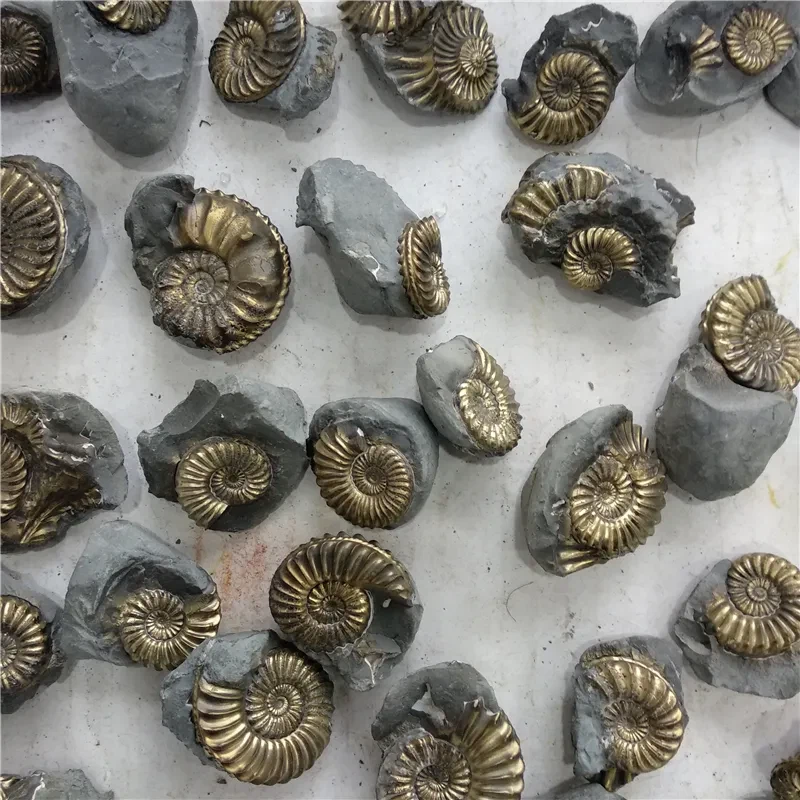 금속이된 암모나이트 화석_1.webp