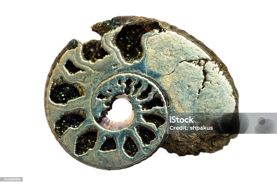 금속이된 암모나이트 화석_2.webp