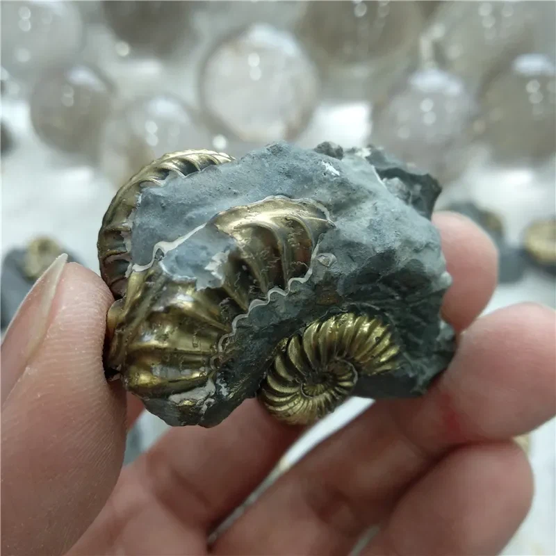 금속이된 암모나이트 화석_3.webp