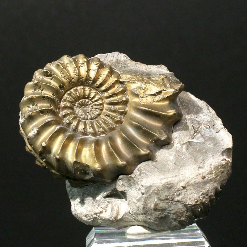 금속이된 암모나이트 화석_4.webp