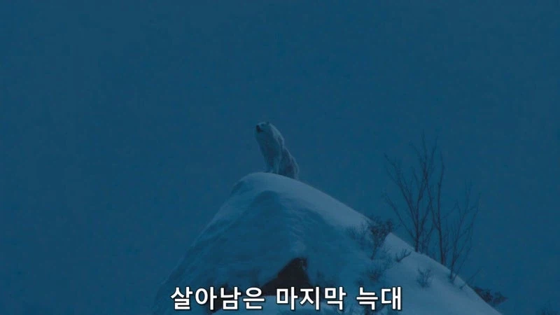 홋카이도의 마지막 늑대를 사냥하는 이유_15.webp