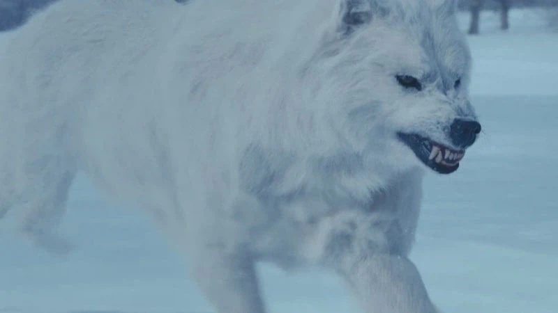 홋카이도의 마지막 늑대를 사냥하는 이유_22.webp