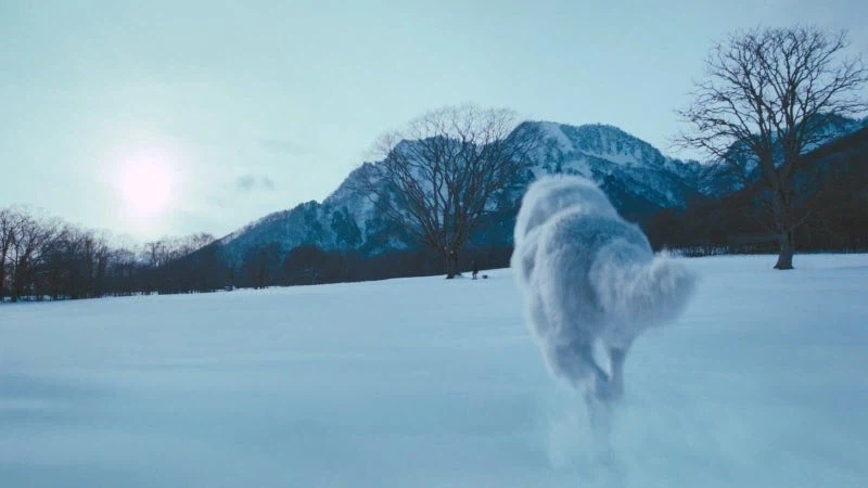 홋카이도의 마지막 늑대를 사냥하는 이유_24.webp